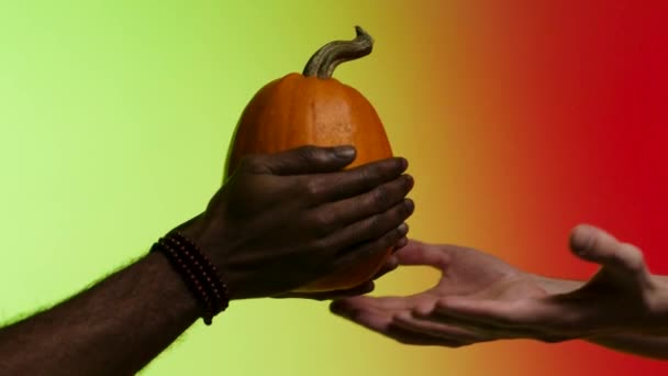 Afroamerican gives a ripe, bright, juicy pumpkin to white man, isolated hands on red and yellow background. Stock. Passing pumpkin from hands to hands, healthy organic food concept. — Stock Video