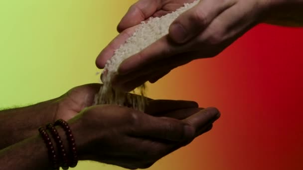 Hands of white man giving rice grains to another hands of afroamerican, isolated on bright background. Stock. Pouring rice from hands to hands, humanitarian aid, helping to poor countries concept. ⬇ Video