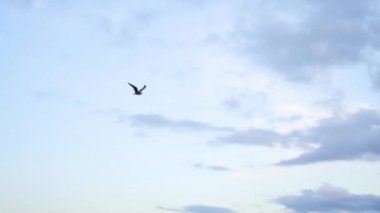 Sea gull bulutlu, mavi gökyüzü arka planda, Özgürlük kavramı uçup. Hisse senedi. Bulutlu gökyüzüne yükselen güzel martı kuşu.