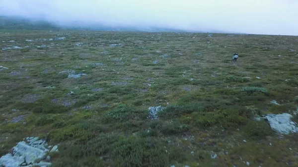 Przygód na klifie, podziwiając zielony ridge, która rozciąga się w mgłę przed nim, podróżując w górach. Widok z tyłu. Dramatyczny widok z tyłu samotny ale określana człowiek u szczyt od — Zdjęcie stockowe