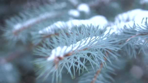 Primer plano de las ramas de abeto en invierno. Ramas cubiertas de heladas y nieve . — Vídeos de Stock