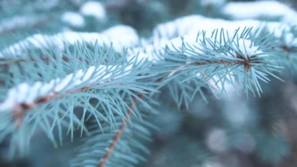 Primer plano de las ramas de abeto en invierno. Ramas cubiertas de heladas y nieve . — Vídeo de stock