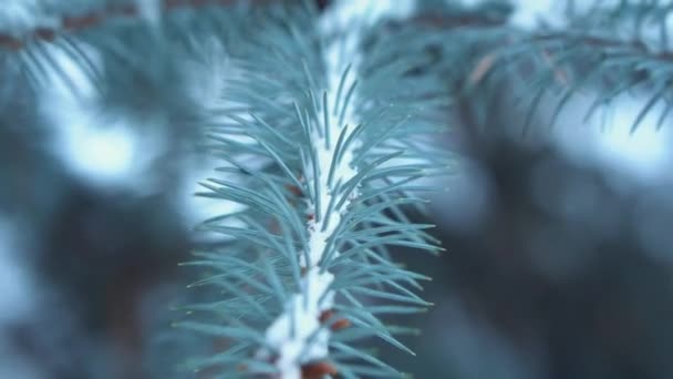 Close-up de ramos de abeto no inverno. Ramos é coberto com geada e neve . — Vídeo de Stock