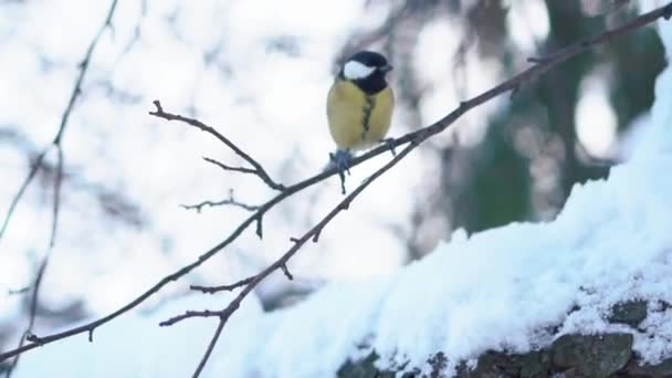 Primer plano de titmouse sentado y saltando sobre una rama. Bosque de invierno . — Vídeos de Stock