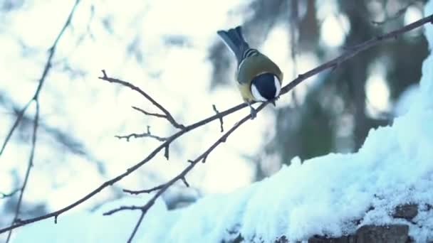 Nahaufnahme einer Meise, die Nüsse aus einer Hand im Handschuh frisst. Vögel im Winterpark. — Stockvideo