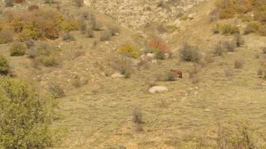 Dağ, vahşi, yalnız at otlatma ile kayalık vadi. Vurdu. Gür, yeşil Slope'da sonbahar arazide çim yeme koyu kahverengi at.