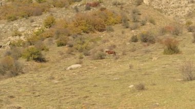 Dağ, vahşi, yalnız at otlatma ile kayalık vadi. Vurdu. Gür, yeşil Slope'da sonbahar arazide çim yeme koyu kahverengi at.