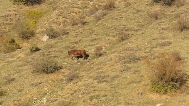 Montagne, vallée rocheuse avec pâturage sauvage, cheval solitaire. Fusillade. Cheval brun foncé mangeant de l'herbe dans les pâturages d'automne en pente buissonnante et verte . — Video