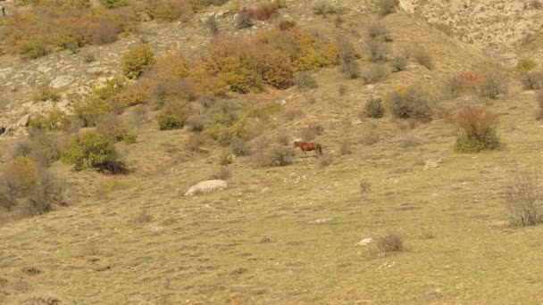 山、岩の渓谷での野生では、孤独な馬を放牧します。ショット。ふさふさした、緑の斜面で秋の牧草地で草を食べて暗い茶色の馬. — ストック動画