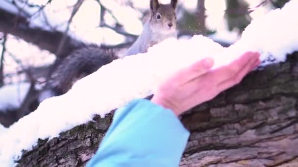 Close-up voor gray squirrel op besneeuwde tak hasitating tot vrouw hand in een winter park aanpak. Mooie grijze eekhoorn op besneeuwde boom is bang voor vrouw hand. — Stockvideo