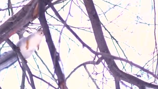 Visão inferior do esquilo cinza pulando de galho em galho de uma árvore em um dia ensolarado de inverno. Fechar para esquilo bonito pulando na árvore nevada contra fundo céu brilhante . — Vídeo de Stock