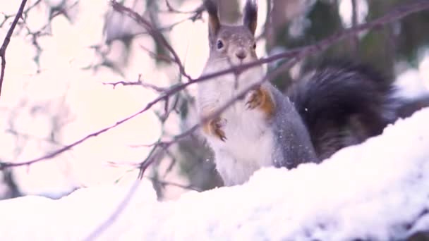 Nahaufnahme für niedliche, graue Eichhörnchen mit einer Nuss im Mund auf einem verschneiten Ast im Winter. Eichhörnchen sitzt auf einem verschneiten Ast und frisst Erdnüsse im Winterpark. — Stockvideo
