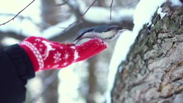 Nahaufnahme für einen kleinen Kleiber, der einem Mann in rotem Fäustling im Winterwald Nüsse abnimmt. niedliche Vogel frisst Nuss auf der Handfläche in rot, gestrickte Handschuhe über verschwommenen Bäumen Hintergrund. — Stockvideo