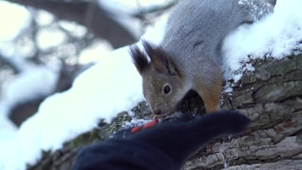 Close Voor Gray Squirrel Moer Zorgvuldig Uit Menselijke Hand Nemen — Stockvideo