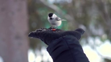 Baştankara için yakın bir eldeki siyah eldiven ve flyes uzak bir kışın karlı orman beslenir. Şirin kuş bir avuç fındık bulanıklık ağaçlar arka plan üzerinde yiyor..