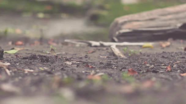 Nahaufnahme des Fußes im Schlamm. Aktien. Nahaufnahme eines Mannes in Turnschuhen und Jeans, der beim Spaziergang in der Natur tief im Schlamm versinkt — Stockvideo