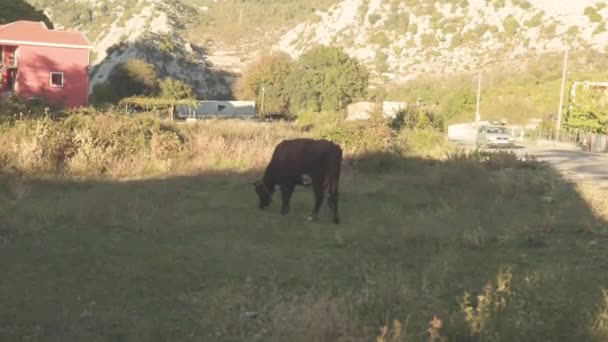 Yksittäinen lehmä laiduntaa niityllä vuorilla taustalla. Varastossa. Yhden lehmän laiduntaminen varjossa niityllä lähellä vuoristokylää — kuvapankkivideo