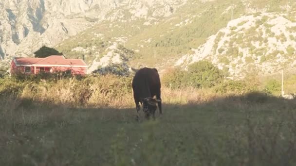 Одна корова пасется на лугу с горами на заднем плане. На складе. Единственная корова, пасущаяся в тени на лугу возле горной деревни — стоковое видео