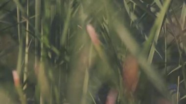 Sazlık Close-up. Hisse senedi. Yeşil sazlık rüzgarda hışırtı güzel arka plan. Yakın - up yaz yemyeşil yeşil bitki örtüsü