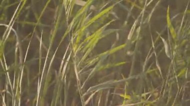 Yeşil reed arka plan. Hisse senedi. Rüzgarda hışırtı reed çalılar Close-up. Sıcak güneşin altında yaz yemyeşil yeşil bitki örtüsü