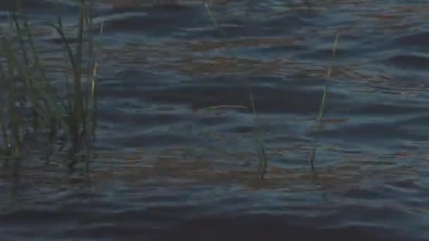 Nahaufnahme von Schilf im Wasser. Aktien. Sommerliche Wasserblüten. Schilf schwankt unter Einfluss von Wellen — Stockvideo