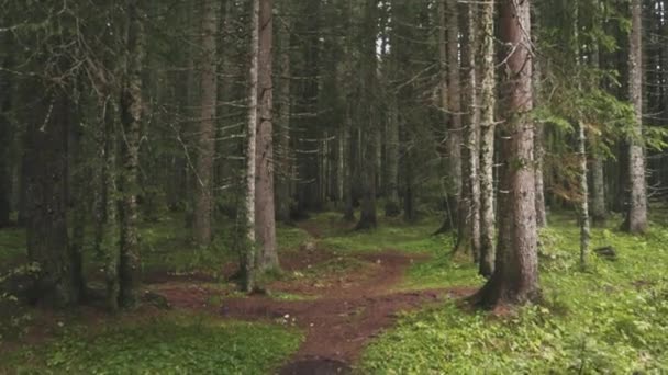 Pine green forest. Stock. View inside forest among thin trunks of pine trees. Trodden footpath passing through dense green forest — Stock Video