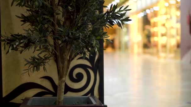 Γκρο πλαν του δέντρου σε εμπορικό κέντρο. Κλείσιμο - επάνω κύρους πράσινο μικρό δέντρο σε γλάστρα μέσα σε εμπορικό κέντρο — Αρχείο Βίντεο