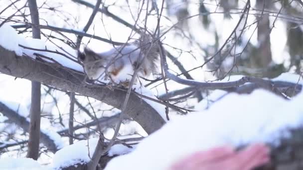 Белка Бегает Прыгает Ветке Дерева Зимнем Лесу Белка Прыгает Ветках — стоковое видео