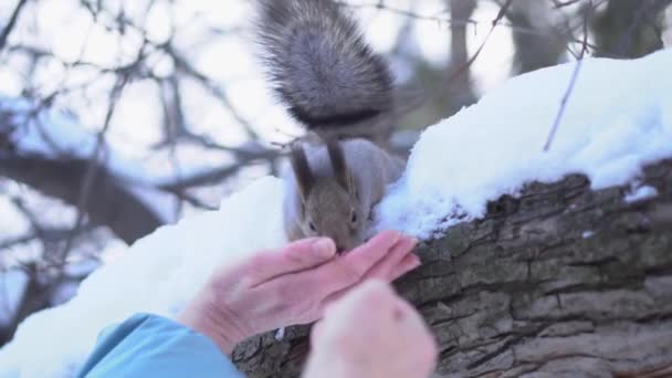 Primer plano de la ardilla tomando la comida de las manos. La ardilla toma la comida de las manos de las personas en el parque en invierno. Comida de ardillas en parques — Vídeos de Stock