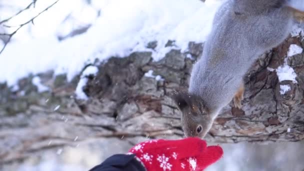 Close-up van eekhoorn nemen van voedsel uit de hand. Eekhoorn vindt voedsel uit handen van mensen in het park in de winter. Voedsel van eekhoorns in parken — Stockvideo