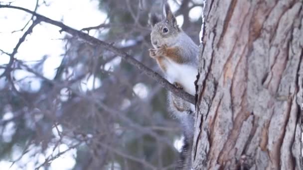 La ardilla come nueces en el árbol. Ardilla mordisquitos nuez dos patas sentado en el árbol en el parque en invierno — Vídeos de Stock