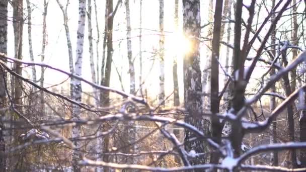 Зима, сніговий ліс на заході сонця, різдвяний фон. Зимовий лісовий пейзаж і сонце, що виходить з стовбурів дерев . — стокове відео