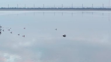 Göl üzerinde yaban ördekleri mavi gökyüzü arka plan üzerinde uçan için hava. Vurdu. Güzel üzerinde gökyüzü göl üzerinde yükselen kuşlar sürüsü.