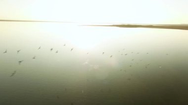 Koyu mavi Nehri altın batımında ördek sürüsü için hava. Vurdu. Akşam gökyüzünde ışık yabani kuşlar uçan sürüleri ile.