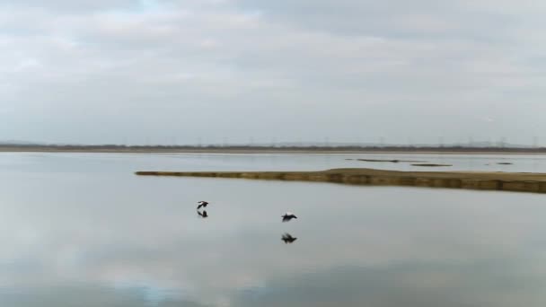 Aérea para patos salvajes voladores sobre el lago en el fondo del cielo azul. Le dispararon. Hermosa bandada de aves que se elevan por encima del lago sobre el cielo . — Vídeos de Stock