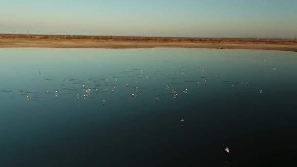 夕日の湖の上を飛んで多くの鳥の空中。ショット。明るい太陽と青い空とダークブルーの水の上を滑空して野生のカモのシルエットの群れ. — ストック動画