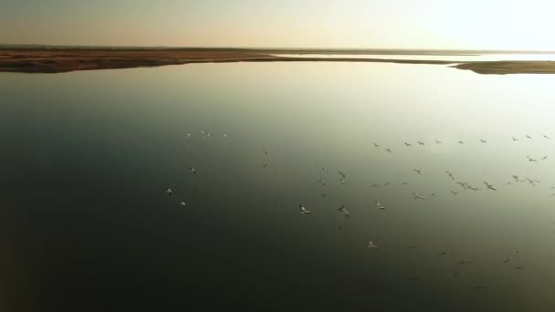 Aerial for many birds flying above the lake in sunset. Shot. Silhouetted flock of wild ducks soaring above dark blue water against bright sun and blue sky. — Stock Video