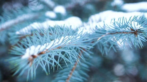 Close-up de ramo de abeto azul com neve. Árvore perene coberta de neve no inverno. Close-up de graciosas agulhas afiadas de abeto azul — Fotografia de Stock