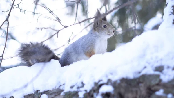 Close-up of squirrel taking nuts from hand. Squirrel takes nuts from his hand in mitten in winter. Squirrel thanks to people stock up nuts in park in winter