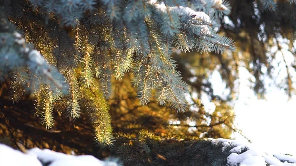 Detail ze smrkových větví v sníh ve slunečním světle. Větve smrku pichlavého sněhem krásně osvětlují sluníčko v mrazivé zimě — Stock fotografie
