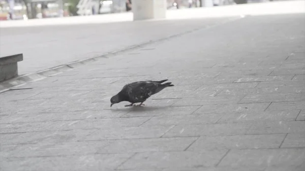 Közelről egy galamb, gyalogos a járdán a város egy utcáján. Keret. Lassú mozgás, mint egy galamb séta és kutakodás. — Stock Fotó