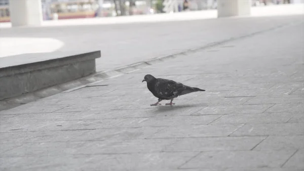 Close-up voor een duif op een stoep in een stad straat wandelen. Frame. Slow motion van een duif wandelen en pikken. — Stockfoto