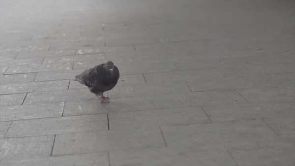 Un curioso piccione al rallentatore cammina lungo il sentiero, becchi, in cerca di cibo. Cornice. Un piccione cammina sul marciapiede della strada . — Foto Stock