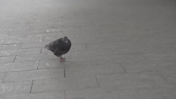 En nyfiken duva i slowmotion promenader längs vägen, plockar, letar efter mat. Ram. En duva går på trottoaren i gatan. — Stockfoto