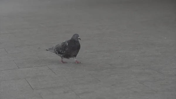 Een nieuwsgierig duif in slowmotion wandelingen langs het pad, besluipt, op zoek naar voedsel. Frame. Een duif is lopen op het trottoir in de straat. — Stockfoto