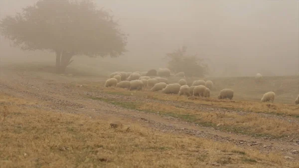 Rebanho de ovelhas brancas pastando em um prado com grama alta, efeito sépia. Atingido. Pastagem de ovelhas em frente ao campo com alta grama exuberante dourada . — Fotografia de Stock