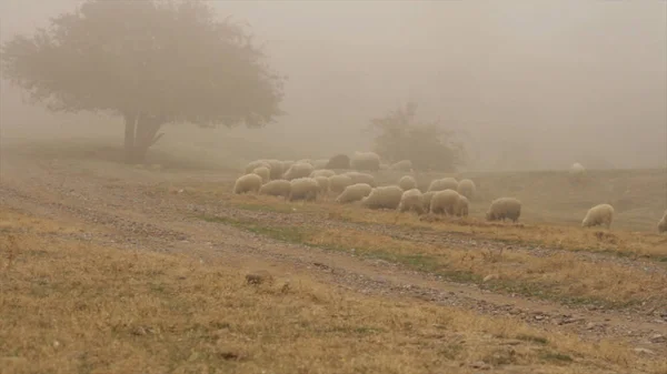 Flock of white sheep grazing in a meadow with tall grass, sepia effect. Shot. Pasture of sheep in front of the field with tall golden lush grass. — Stock Photo, Image