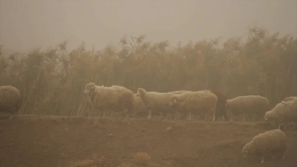 Flock of white sheep grazing in a meadow with tall grass, sepia effect. Shot. Pasture of sheep in front of the field with tall golden lush grass.