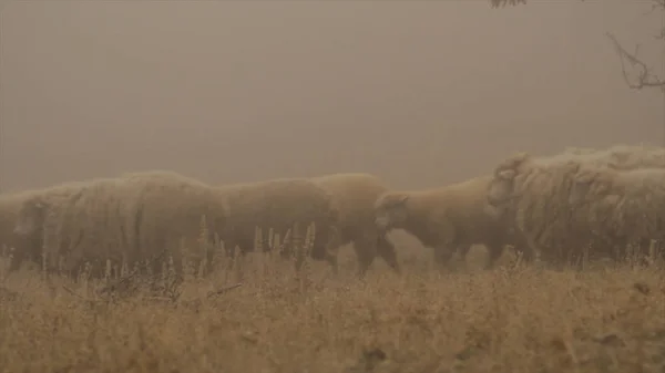 Herd of sheep crosses the yellow meadow. Shot. Close up for sheep cattle crossing foggy field.
