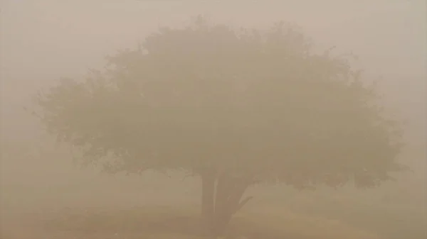 Grama selvagem murcha no outono. Atingido. Paisagem de grama amarelo outono cheio de melancolia . — Fotografia de Stock